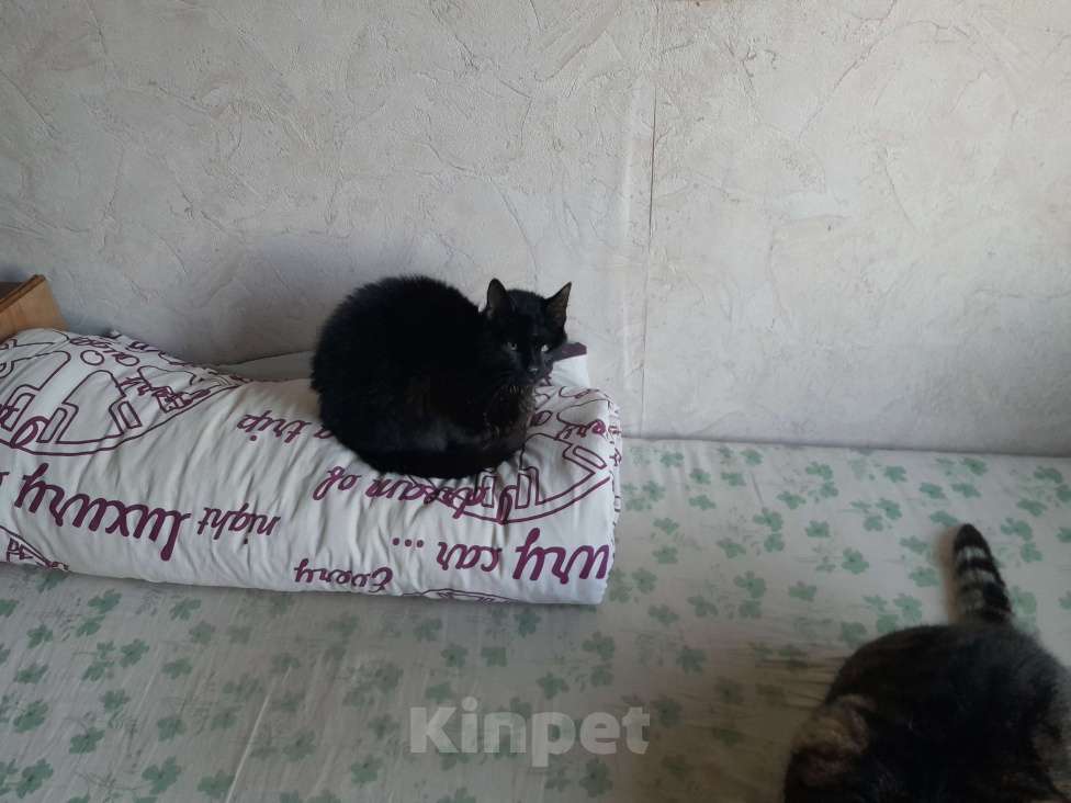 Кошки в Брянске: Ищу человека для Милко Мальчик, Бесплатно - фото 2
