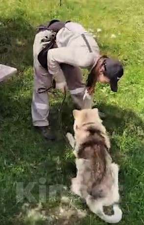 Собаки в других городах Московской области: Собака ждет дружную семью Мальчик, Бесплатно - фото 5