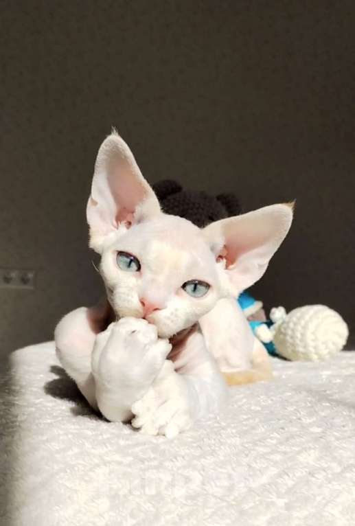 Кошки в Москве: Котенок Девон рекс Мальчик, 60 000 руб. - фото 2