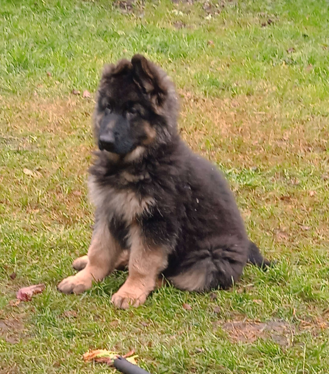 Собаки в Санкт-Петербурге: Щенок длинношерстной немецкой овчарки Мальчик, 60 000 руб. - фото 4