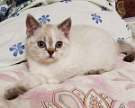 Кошки в Москве: Шотландский котёнок Девочка  Девочка, 10 000 руб. - фото 1