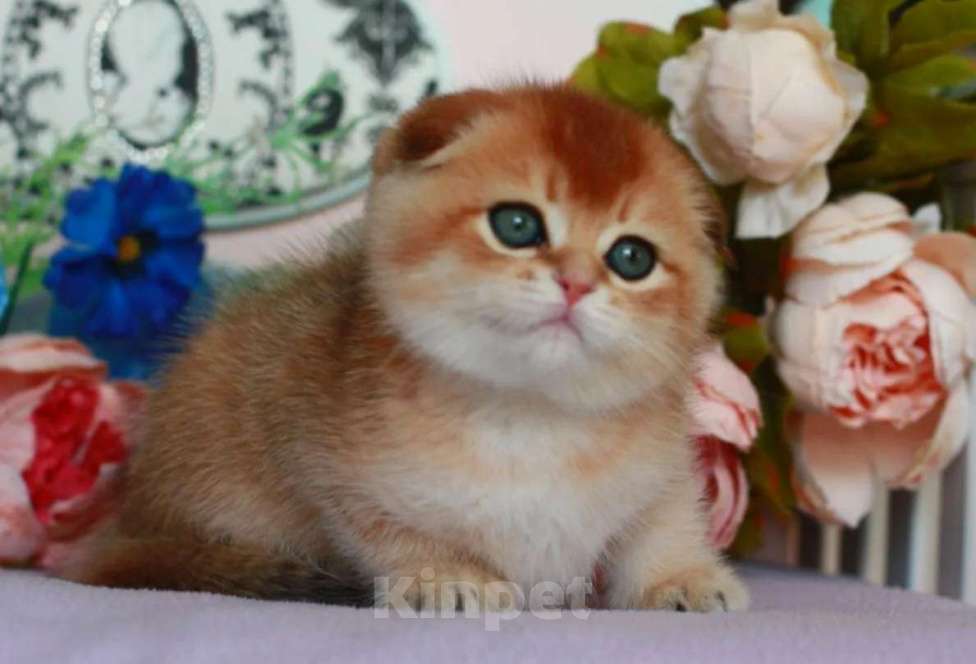 Кошки в Москве: Золотая шиншилла с документами  Девочка, 40 000 руб. - фото 5