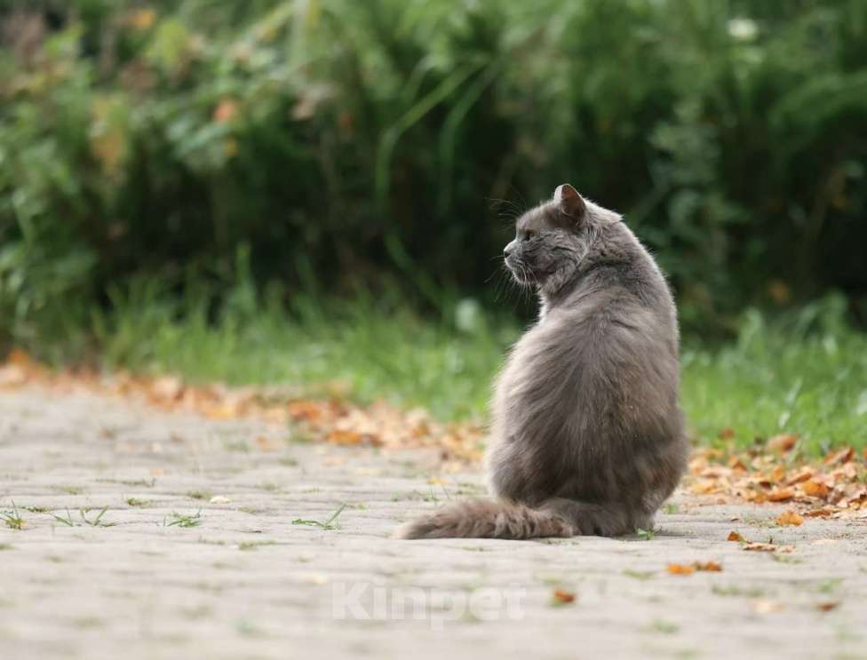 Кошки в Москве: Шикарный Дымок - метис нибелунга (1,5 г.) в дар Мальчик, Бесплатно - фото 7