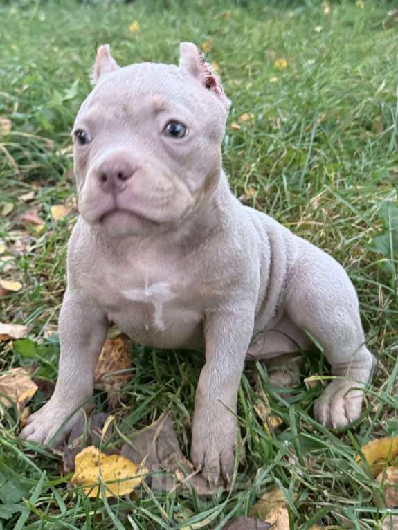 Собаки в Жуковском: Американский булли щенки покет Девочка, 90 000 руб. - фото 4