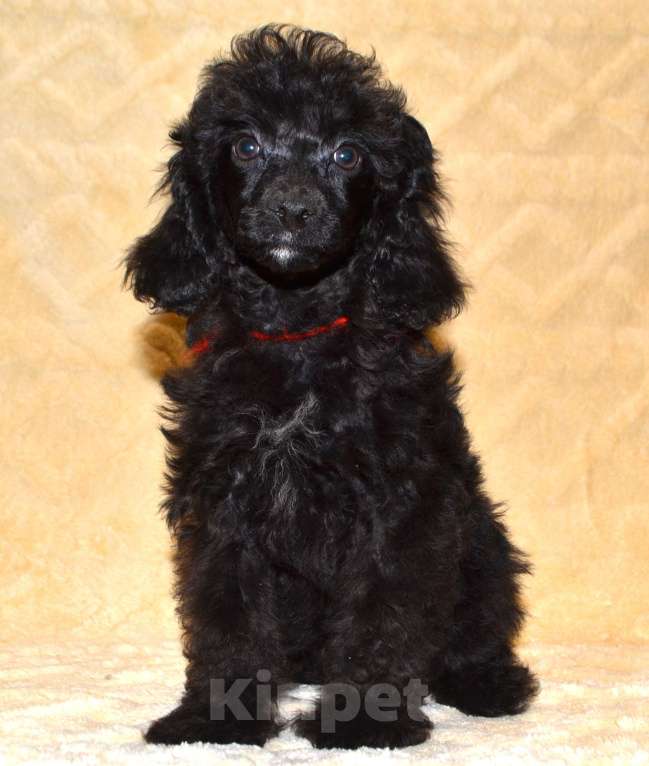 Собаки в Глазове: Оливушка Девочка, 50 000 руб. - фото 4