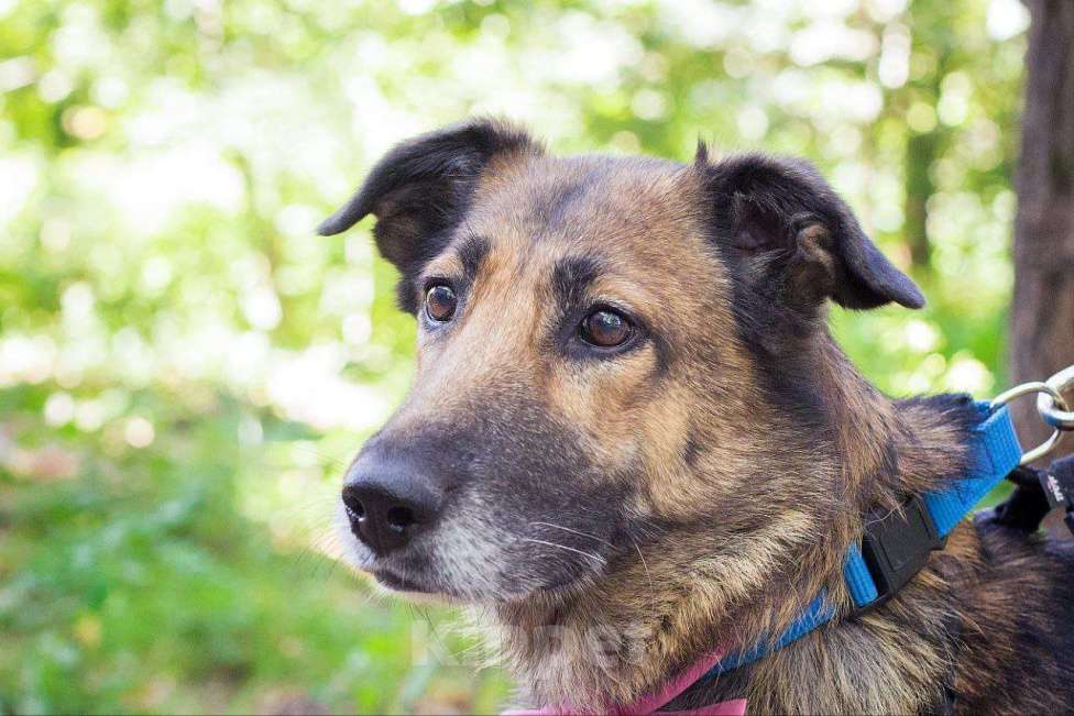 Собаки в Москве: Собака-улыбака Девочка, Бесплатно - фото 1