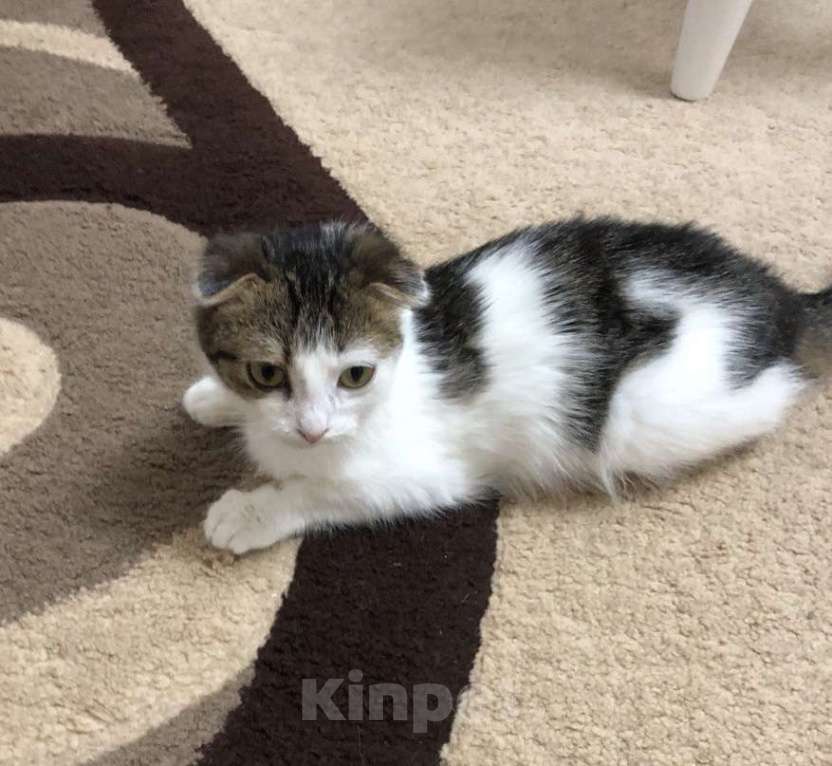 Кошки в других городах Крыма: Маленькое спасенное счастье ищет добрый  дом  Девочка, Бесплатно - фото 4