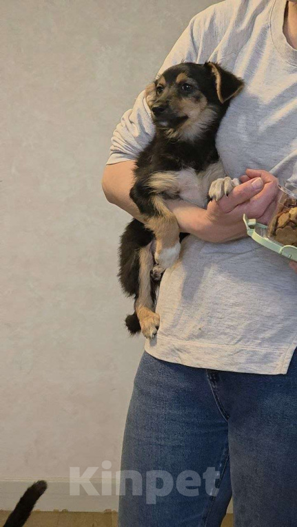 Собаки в Москве: Малышка Молли Девочка, Бесплатно - фото 2