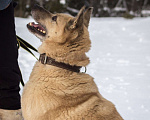 Собаки в других городах Пермского края: Не пес, а звезда! Мальчик, Бесплатно - фото 5