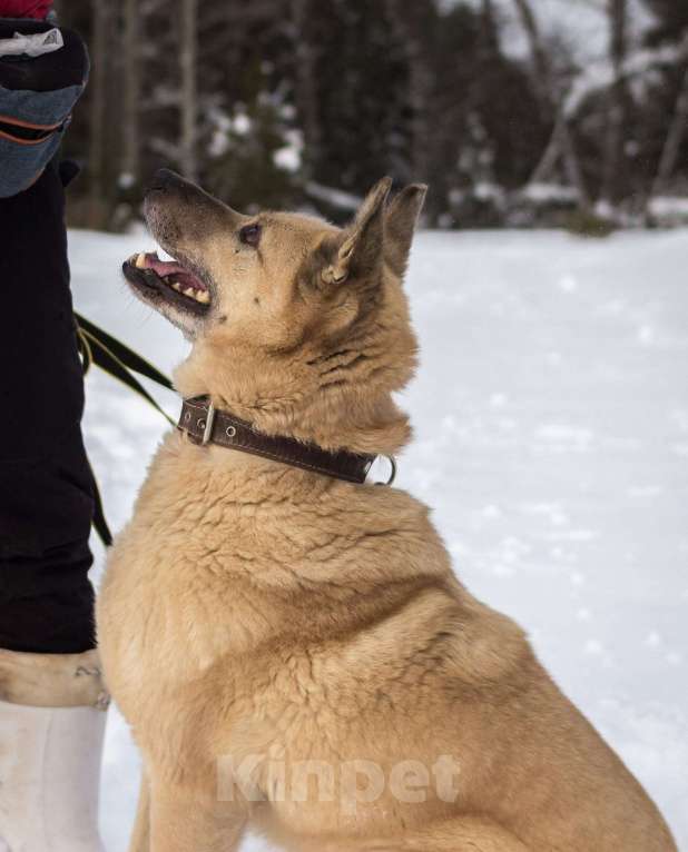 Собаки в других городах Пермского края: Не пес, а звезда! Мальчик, Бесплатно - фото 5