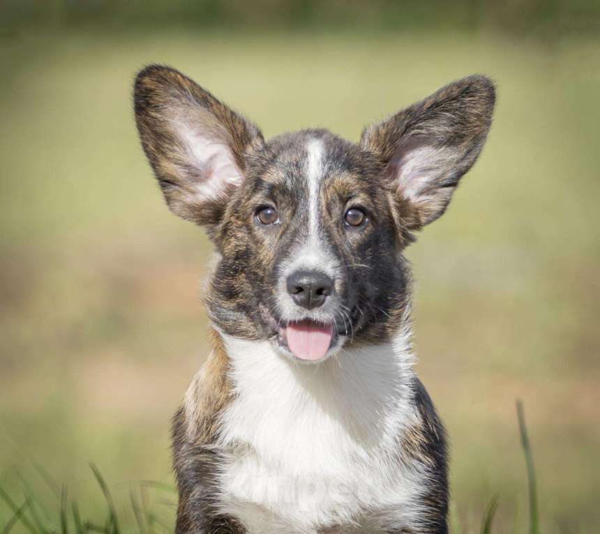 Собаки в других городах Московской области: Малыш Корги Мальчик, 35 000 руб. - фото 5