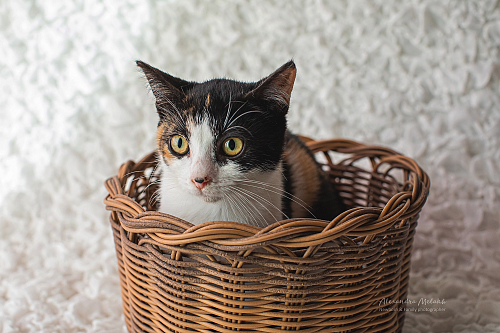 Котенок Сисиль