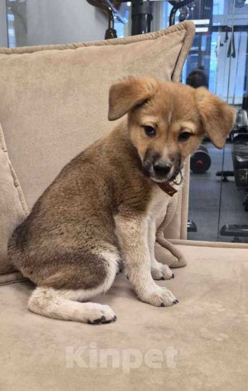 Собаки в других городах Московской области: Пиратик ищет дом! Мальчик, 1 руб. - фото 8