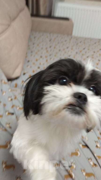 Собаки в Новороссийске: непоседа ШИ-ТЦУ Мальчик, 20 000 руб. - фото 1