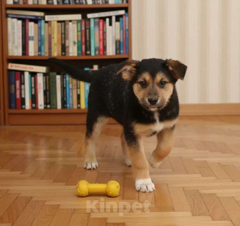 Собаки в Москве: Трогательные щеночки (3 мес.) срочно ищут дом Мальчик, Бесплатно - фото 8