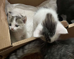 Кошки в Саратове: Малыш ищет свой новый дом Мальчик, Бесплатно - фото 1