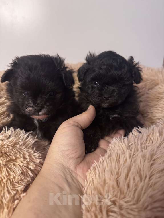 Собаки в Воронеже: Девочки мальтипу Девочка, 90 000 руб. - фото 4