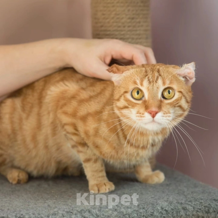 Кошки в Москве: Рыжий Веня с печальной судьбой. Ему очень нужна помощь  Мальчик, Бесплатно - фото 4