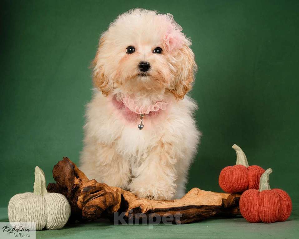 Собаки в Москве: бишон пушон Девочка, 70 000 руб. - фото 3