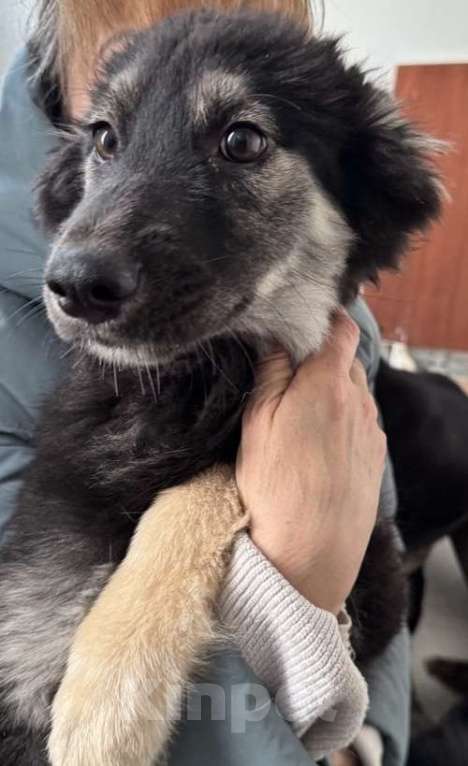 Собаки в Москве: Щенки в поиске дома! Срочно Мальчик, Бесплатно - фото 4