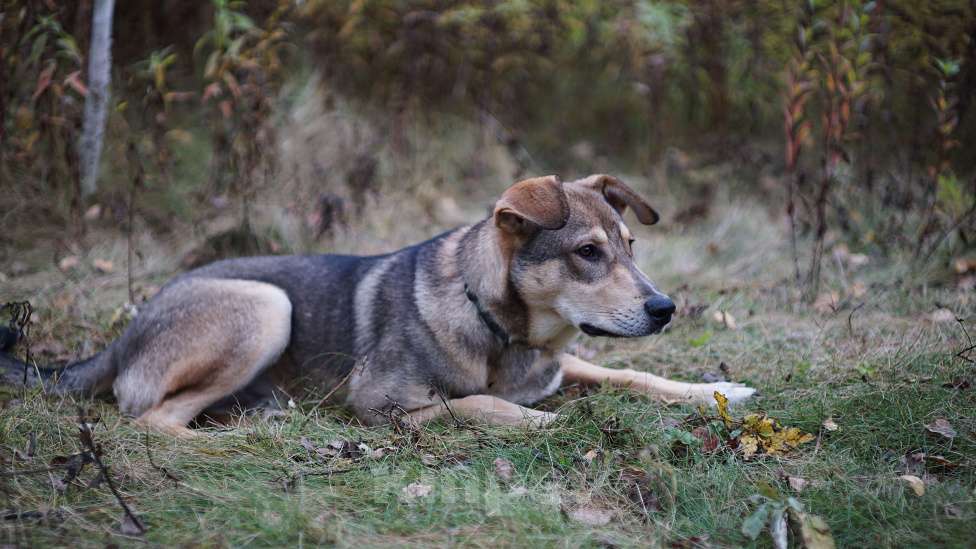 Собаки в Ногинске: Марти - веселый щенок в поиске дома Мальчик, Бесплатно - фото 3