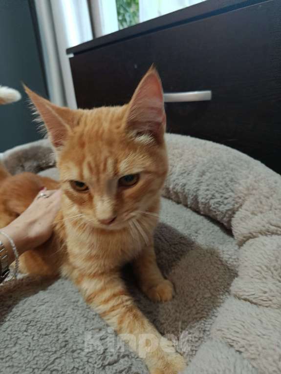 Кошки в Челябинске: Тайский котёнок Мальчик, Бесплатно - фото 9