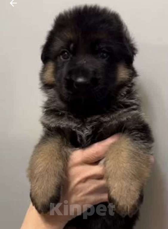 Собаки в Екатеринбурге: Щенки немецкой овчарки Разнополые, Бесплатно - фото 9