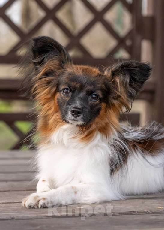 Собаки в Новороссийске: Продам щенка папийона (папильона) Мальчик, 60 000 руб. - фото 5