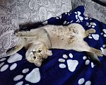 Кошки в Волгограде: Вязка кот золотой шиншилла, 2 000 руб. - фото 2
