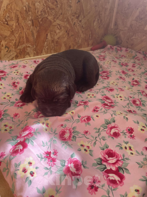 Собаки в Симферополе: Лапка Мальчик, 25 000 руб. - фото 5