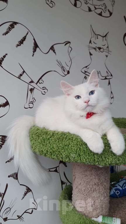 Кошки в Новосибирске: Aramis Мальчик, 50 000 руб. - фото 8