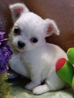 Чихуахуа мальчик 