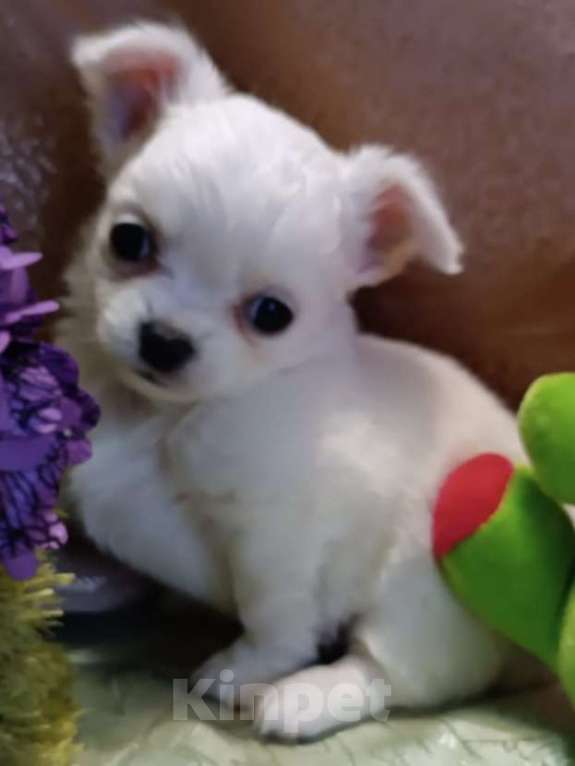 Собаки в Москве: Чихуахуа мальчик  Мальчик, 19 000 руб. - фото 1