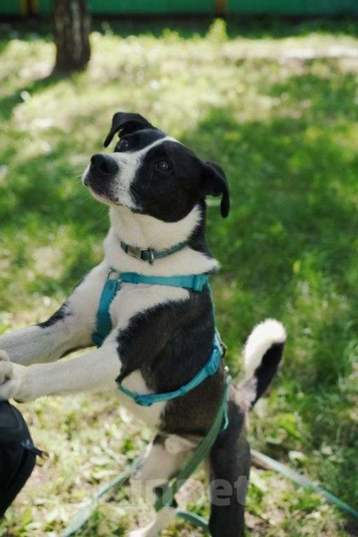 Собаки в Москве: Чаплин Мальчик, Бесплатно - фото 2