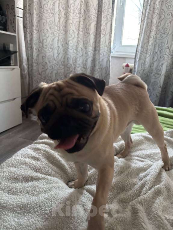 Собаки в Нижневартовске: Мопс мальчик Мальчик, 35 000 руб. - фото 1