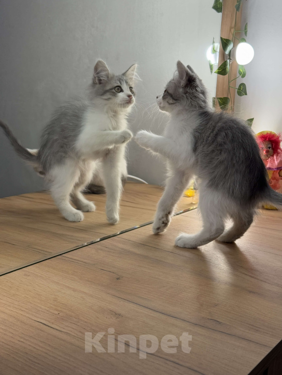 Кошки в Новочеркасске: Серый пушистый котёнок  Девочка, 100 руб. - фото 3