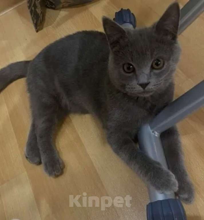 Кошки в Санкт-Петербурге: Кошечка подросток Бритни Девочка, Бесплатно - фото 1