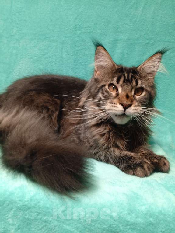 Кошки в Краснодаре: Котёнок мейн-кун Мальчик, 25 000 руб. - фото 3