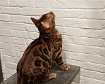 Кошки в Лыткарино: Бенгальский котенок мальчик Лео с документами  Мальчик, 30 000 руб. - фото 2