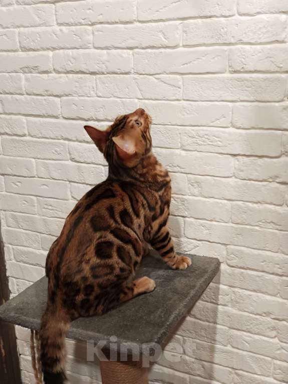 Кошки в Лыткарино: Бенгальский котенок мальчик Лео с документами  Мальчик, 30 000 руб. - фото 2