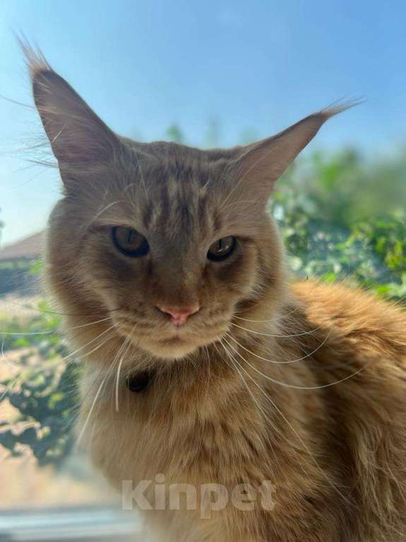 Кошки в Москве: Мейн-кун для вязки Мальчик, 1 руб. - фото 2