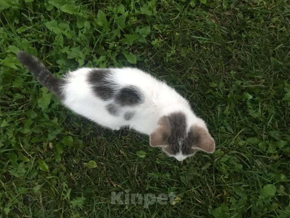 Кошки в Липецке: Маленький котик ищет дом Мальчик, Бесплатно - фото 2