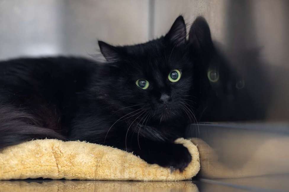 Кошки в Москве: Уголек Мальчик, Бесплатно - фото 3