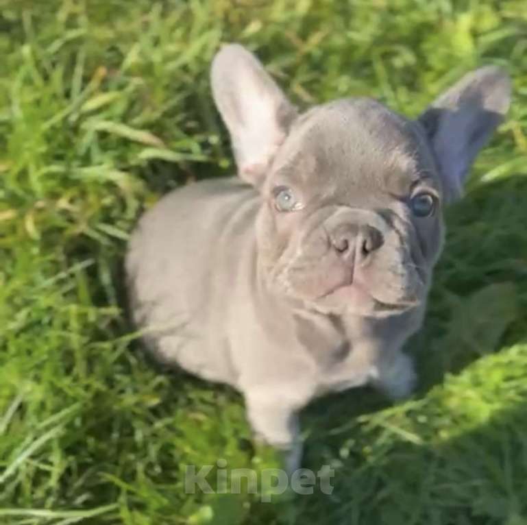 Собаки в Калининграде: Лиловые щенки французского бульдога Мальчик, 55 000 руб. - фото 1