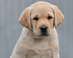 Собаки в Калуге: Палевый мальчик лабрадора высокого качества из питомника РКФ/FCI Мальчик, Бесплатно - фото 2