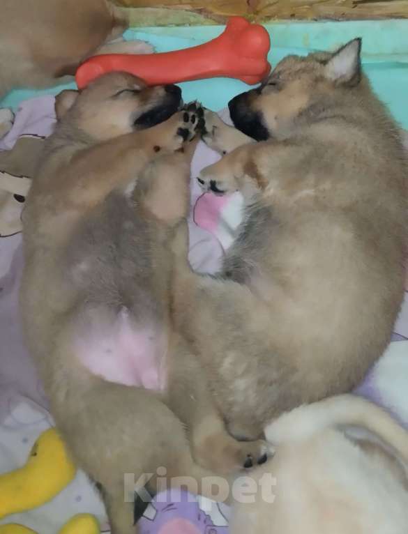 Собаки в Воронеже: Продаются щенки Мальчик, Бесплатно - фото 2