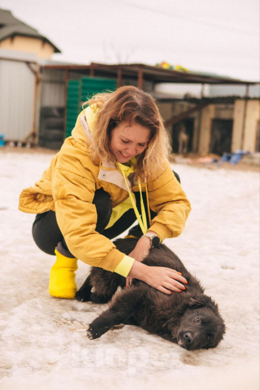 Собаки в Рязани: Баффи - умная малышка Девочка, Бесплатно - фото 4