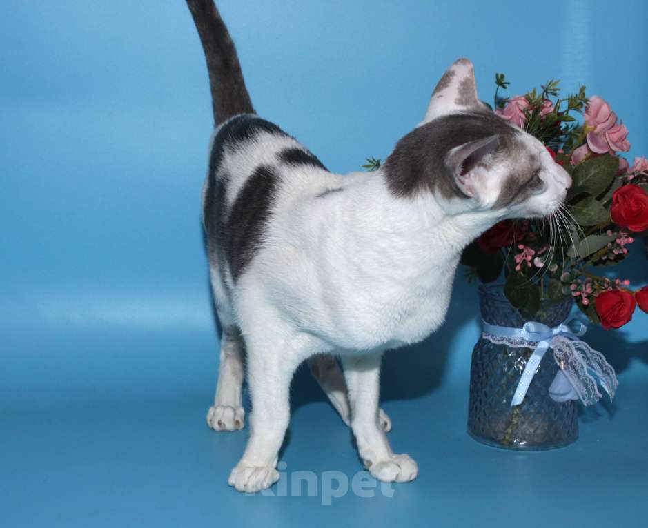 Кошки в Москве: Ориентал на вязку Мальчик, 8 000 руб. - фото 3