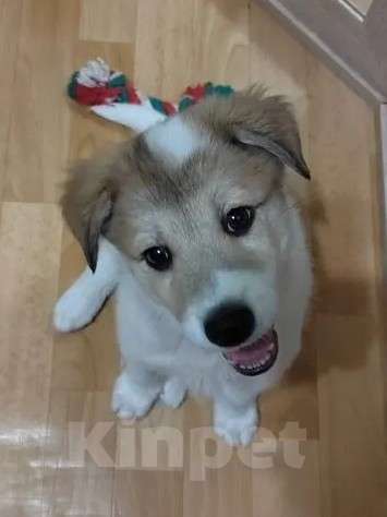 Собаки в Туле: Малышка ищет дом. Девочка, 1 руб. - фото 1