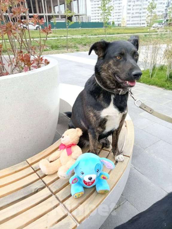 Собаки в Москве: Доверчивая собака Тильда в добрые руки Девочка, Бесплатно - фото 5